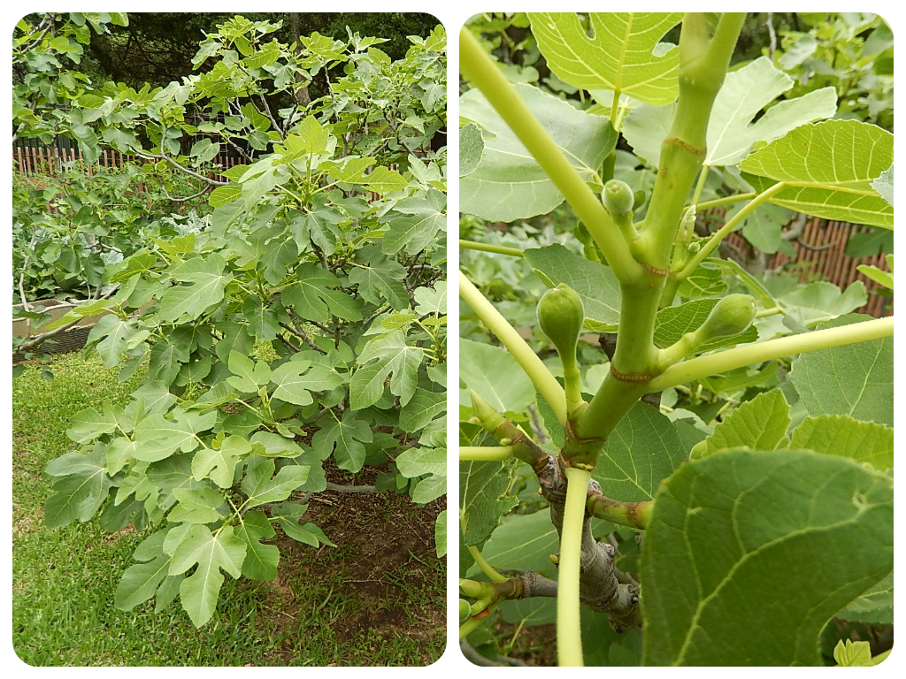 Baby figs on my mom's fig tree. 